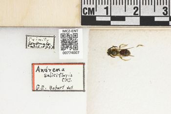 Media type: image;   Entomology 774007 Aspect: Labels